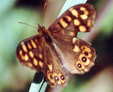 Waldbrettspiel (Speckled Wood, Pararge aegeria)