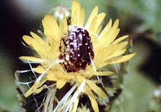 Trauer-Rosenkäfer (White-spotted Rose Beetle, Oxythyrea funesta)