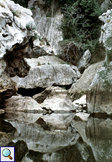 Spiegelung in einem Tümpel Spiegelung in einem Tümpel