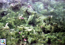 Algen und Pflanzen in einem Tümpel im Torrent de Pareis