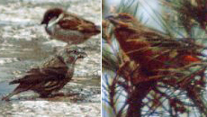 Fichtenkreuzschnäbel (Red Crossbill, Loxia curvirostra)