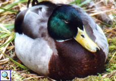 Männliche Stockente (Mallard, Anas platyrhynchos)