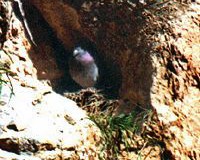 Felsentaube (Feral Rock Pigeon, Columba livia)