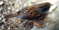 Heckenbraunelle (Dunnock, Prunella modularis)