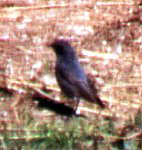 Blaumerle (Blue Rock Thrush, Monticola solitarius)