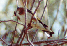 Stieglitz (Eurasian Goldfinch, Carduelis carduelis)