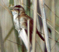 Mariskensänger (Moustached Warbler, Acrocephalus melanopogon)