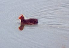 Junges Blässhuhn (Black Coot, Fulica atra)