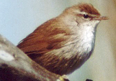 Seidensänger (Cetti's Warbler, Cettia cetti)