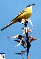 Schafstelze (Yellow Wagtail, Motacilla flava iberiae)