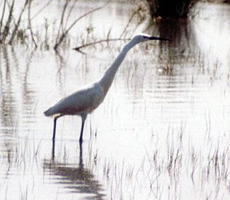 Seidenreiher (Little Egret, Egretta garzetta)