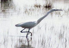 Seidenreiher (Little Egret, Egretta garzetta)