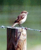 Weibliches Schwarzkehlchen (European Stonechat, Saxicola rubicola)