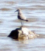 Zwergstrandläufer (Little Stint, Calidris minuta)