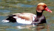 Kolbenente (Red-crested Pochard, Netta rufina)