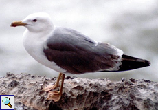 Mittelmeermöwe (Yellow-legged Gull, Larus michahellis)