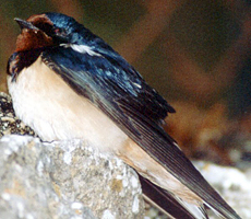 Rauchschwalbe (Barn Swallow, Hirundo rustica rustica)