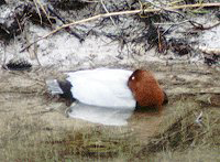 Schlafende männliche Tafelente (Common Pochard, Aythya ferina)