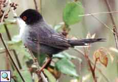 Männliche Samtkopf-Grasmücke (Sardinian Warbler, Sylvia melanocephala melanocephala)