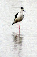 Stelzenläufer (Black-winged Stilt, Himantopus himantopus)