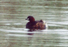 Zwergtaucher (Little Grebe, Tachybaptus ruficollis ruficollis)