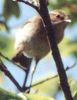 Fitis (Willow Warbler, Phylloscopus trochilus), Foto © Walter Gladischefski