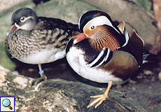 Mandarinenten (Mandarin Duck, Aix galericulata), Foto © Monika Brandstetter 