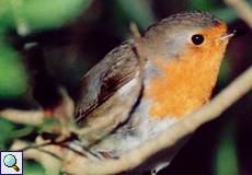 Rotkehlchen (European Robin, Erithacus rubecula)