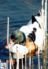 Brandgans (Common Shelduck, Tadorna tadorna), Foto © Monika Brandstetter 