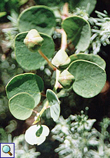 Kapernstrauch (Caper, Capparis spinosa) Kapernstrauch (Caper, Capparis spinosa)