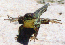 Malta-Eidechse (Maltese Wall Lizard, Podarcis filfolensis)