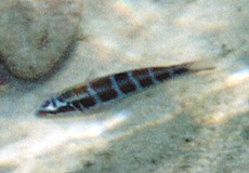 Junger Meerpfau (Ornate wrasse, Thalassoma pavo) Junger Meerpfau (Ornate wrasse, Thalassoma pavo)