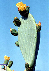 Echter Feigenkaktus (Edible Tree Cactus, Opuntia ficus-indica) Echter Feigenkaktus (Edible Tree Cactus, Opuntia ficus-indica)