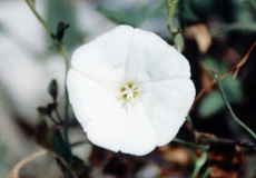 Gestrichelte Winde (Bindweed, Convolvulus lineatus) Gestrichelte Winde (Bindweed, Convolvulus lineatus)