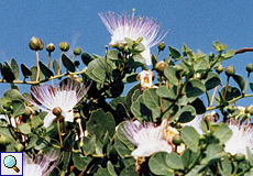 Kapernstrauch (Caper, Capparis spinosa) Kapernstrauch (Caper, Capparis spinosa)