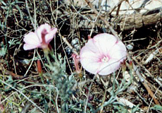 Eibischblättrige Winde (Mallow-leaved Bindweed, Convolvulus althaeoides) Eibischblättrige Winde (Mallow-leaved Bindweed, Convolvulus althaeoides)