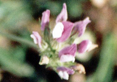 Asphaltklee (Pitch Trefoil, Bituminaria bituminosa) Asphaltklee (Pitch Trefoil, Bituminaria bituminosa)