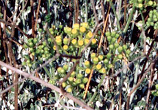 Zweifarbiges Greiskraut (Dusty Miller, Senecio bicolor) Zweifarbiges Greiskraut (Dusty Miller, Senecio bicolor)