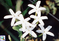 Jasmin (Pink Jasmine, Jasminum polyanthemum) Jasmin (Pink Jasmine, Jasminum polyanthemum)