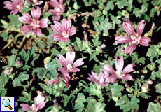 Wilde Malve (Mallow, Malva sylvestris) Wilde Malve (Mallow, Malva sylvestris)