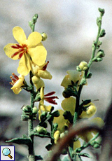 Rundblättrige Königskerze (Round-leaved Mullein, Verbascum rotundifolium) Rundblättrige Königskerze (Round-leaved Mullein, Verbascum rotundifolium)
