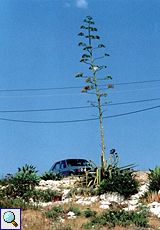 Amerikanische Agave (Centuryplant, Agave americana)