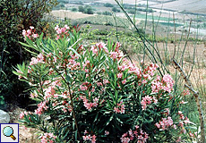 Gemeiner Oleander (Oleander, Nerium oleander) Gemeiner Oleander (Oleander, Nerium oleander)