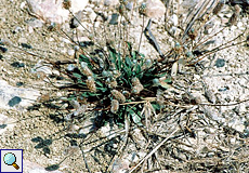 Hasenfuß-Wegerich (Hare's Foot Plantain, Plantago lagopus) Hasenfuß-Wegerich (Hare's Foot Plantain, Plantago lagopus)
