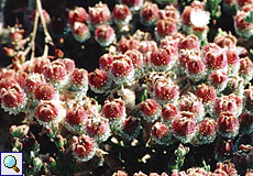 Kristall-Mittagsblume (Common Ice Plant, Mesembryanthemum crystallinum) Kristall-Mittagsblume (Common Ice Plant, Mesembryanthemum crystallinum)
