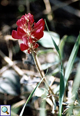 Kronen-Süßklee (French Honeysuckle, Hedysarum coronarium)