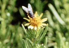Salz-Alant (Golden Samphire, Inula crithmoides) Salz-Alant (Golden Samphire, Inula crithmoides)