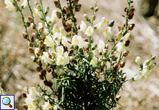 Löwenmäulchen (Snapdragon, Antirrhinum sp.) Löwenmäulchen (Snapdragon, Antirrhinum sp.)