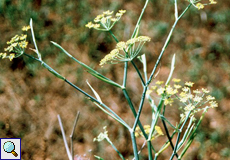 Wilder Fenchel (Fennel, Foeniculum vulgare) Wilder Fenchel (Fennel, Foeniculum vulgare)