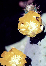 Echter Feigenkaktus (Edible Tree Cactus, Opuntia ficus-indica) Echter Feigenkaktus (Edible Tree Cactus, Opuntia ficus-indica)